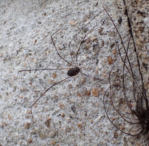 Réf. 268 889 : Leiobunum sp-a